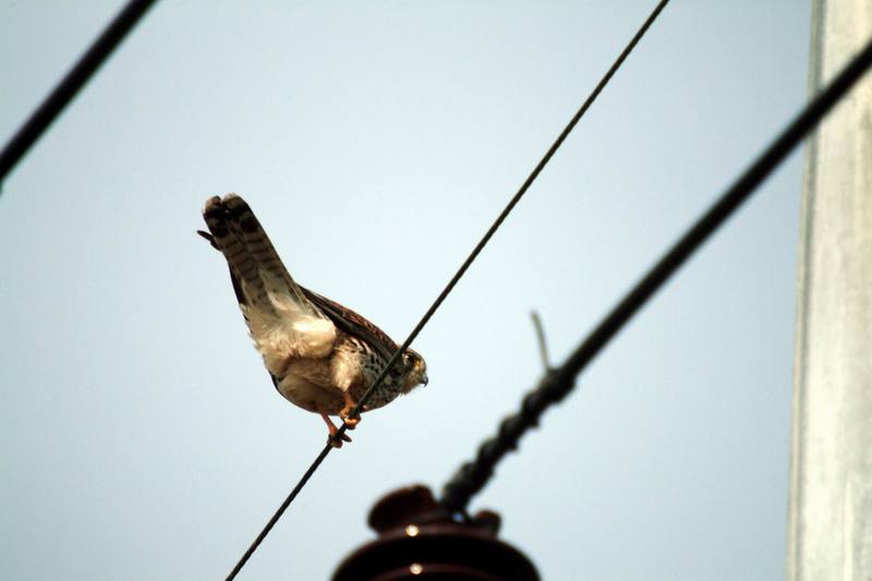황조롱이 Falco tinnunculus (Common Kestrel); DISPLAY FULL IMAGE.