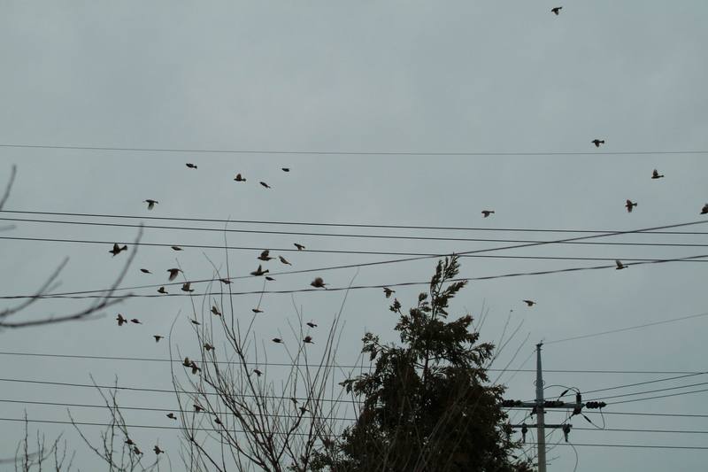 참새떼 Passer montanus (Tree Sparrows); DISPLAY FULL IMAGE.