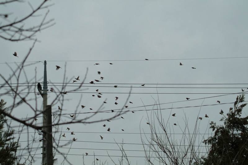 참새떼 Passer montanus (Tree Sparrows); DISPLAY FULL IMAGE.