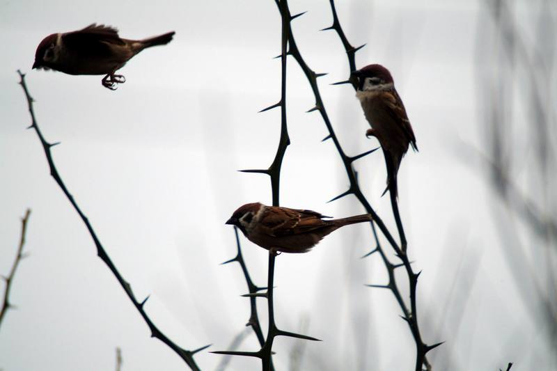 참새 Passer montanus (Tree Sparrows); DISPLAY FULL IMAGE.