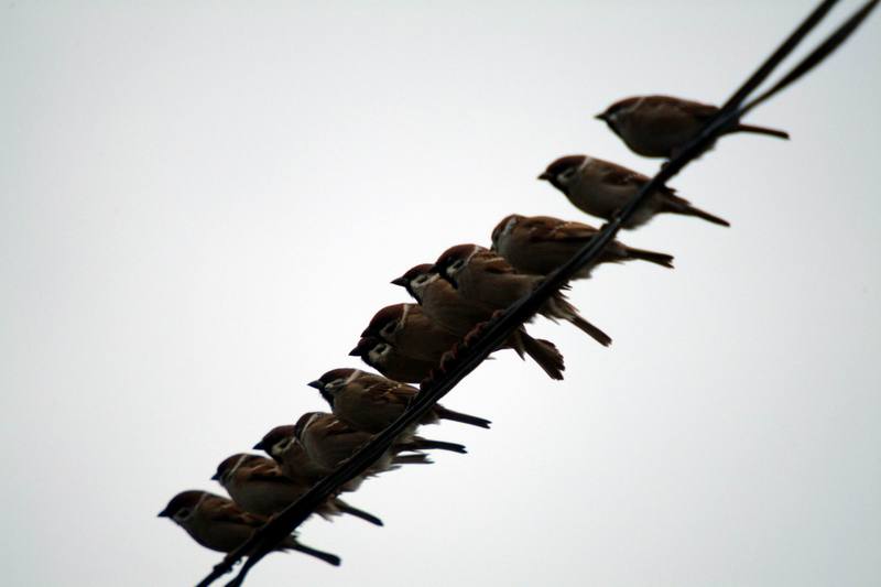 참새 Passer montanus (Tree Sparrows); DISPLAY FULL IMAGE.