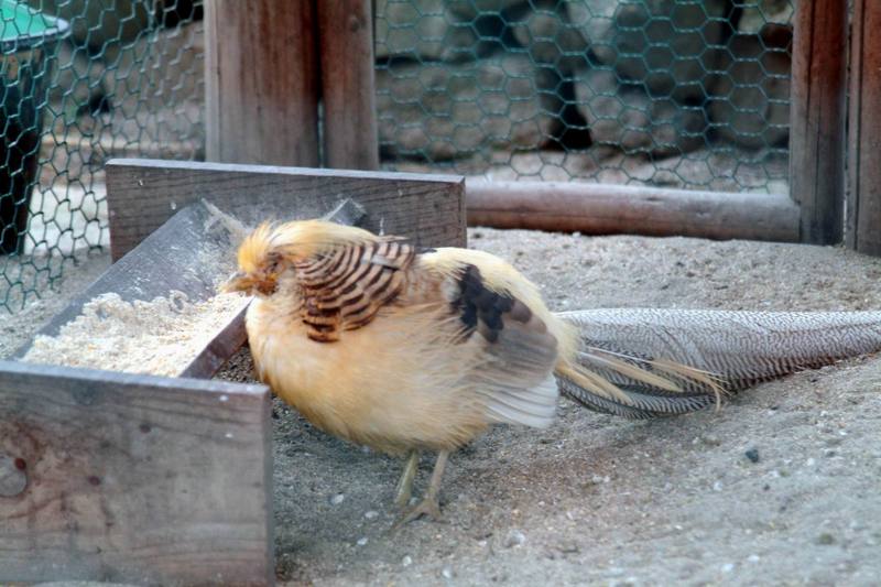 금계(金鷄) Chrysolophus pictus (Golden Pheasant); DISPLAY FULL IMAGE.