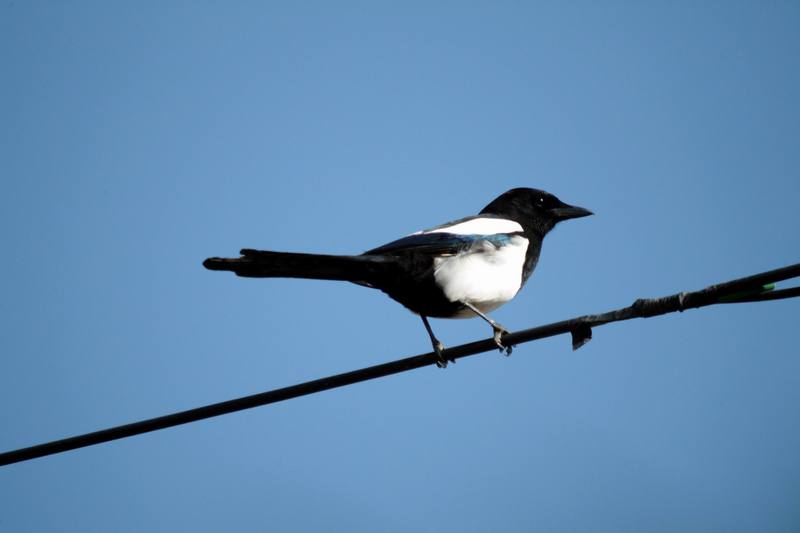 까치 Pica pica (Black-billed Magpie); DISPLAY FULL IMAGE.
