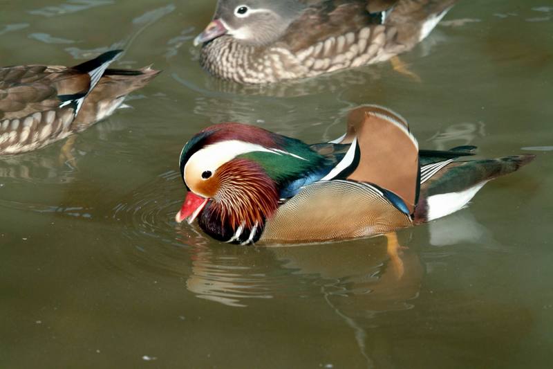 원앙(鴛鴦)수컷 Aix galericulata (Mandarin Duck); DISPLAY FULL IMAGE.