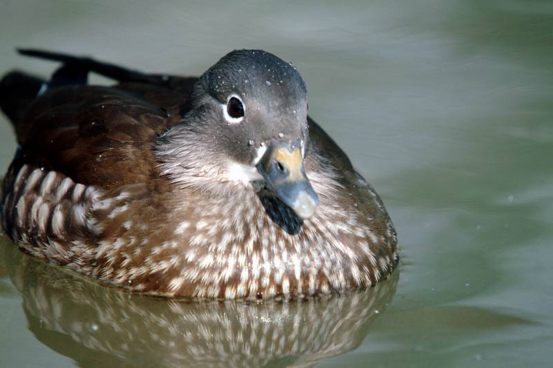 원앙(鴛鴦)암컷 Aix galericulata (Mandarin Duck); DISPLAY FULL IMAGE.
