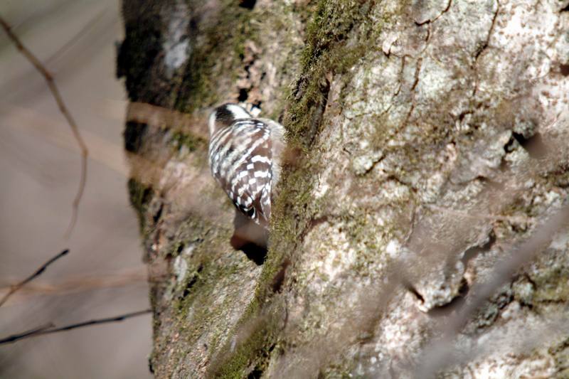 쇠딱다구리 Dendrocopos kizuki (Japanese Pygmy Woodpecker); DISPLAY FULL IMAGE.