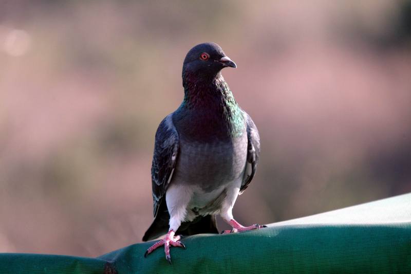 집비둘기 Columba livia var. domestica (Domestic Pigeon); DISPLAY FULL IMAGE.