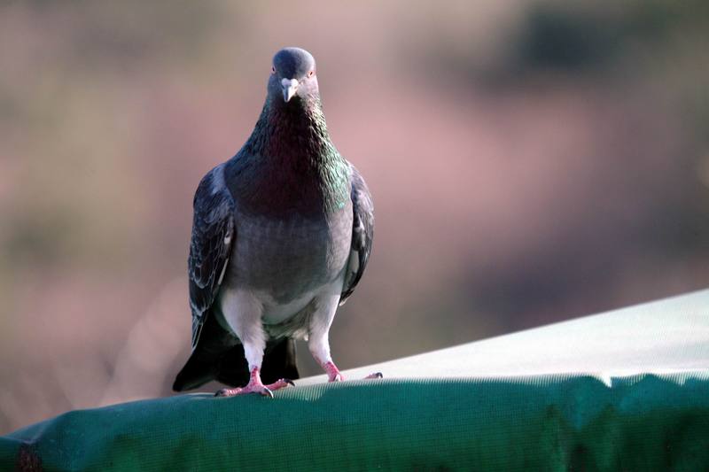 집비둘기 Columba livia var. domestica (Domestic Pigeon); DISPLAY FULL IMAGE.