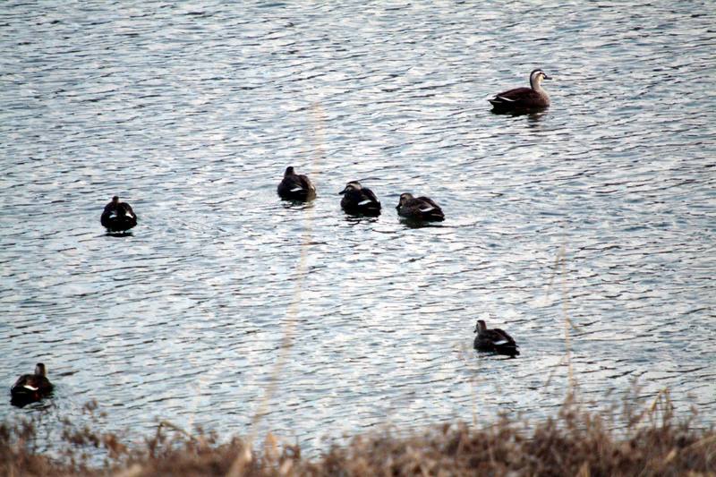 흰뺨검둥오리 무리 Anas poecilorhyncha (Spot-billed Ducks); DISPLAY FULL IMAGE.