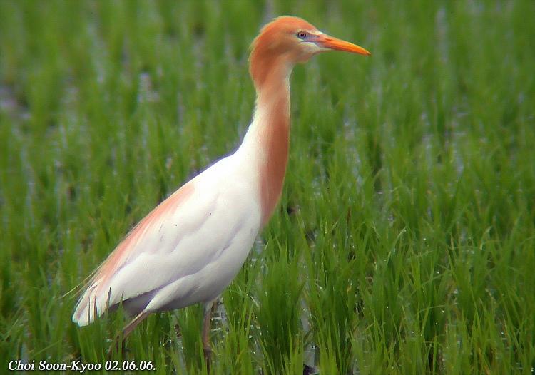 황로 Bubulcus ibis (Cattle Egret); Image ONLY