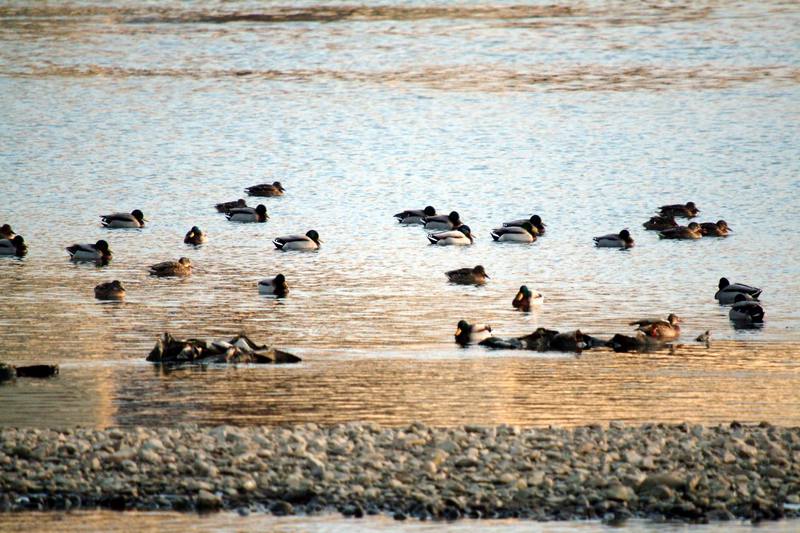 청둥오리 떼 Anas platyrhynchos (Mallard Ducks); DISPLAY FULL IMAGE.