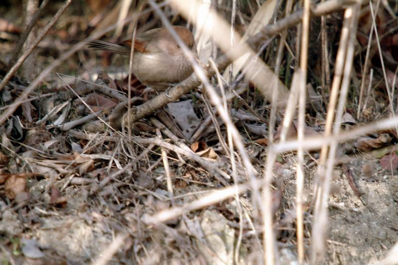 붉은머리오목눈이 Paradoxornis webbianus (Vinous-throated Parrotbill); DISPLAY FULL IMAGE.