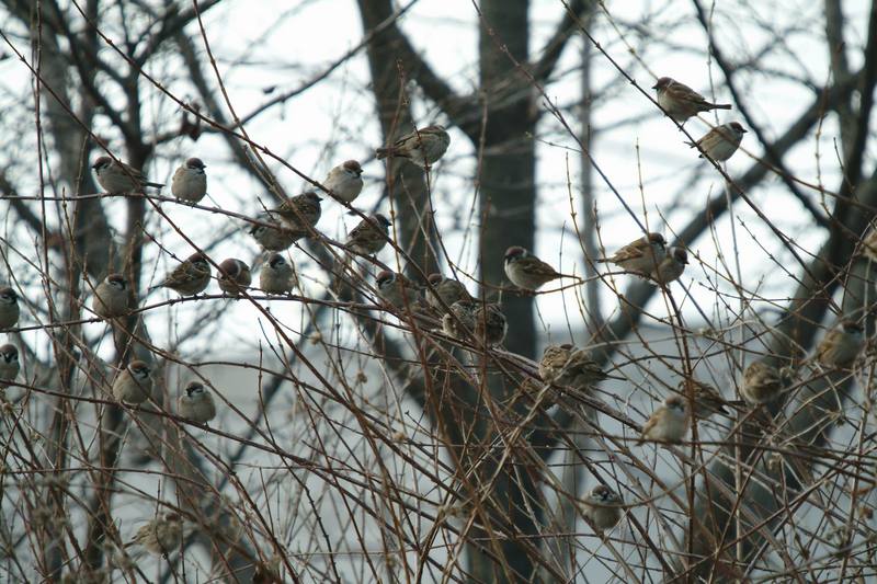 참새나무 1, Passer montanus (Tree Sparrows); DISPLAY FULL IMAGE.