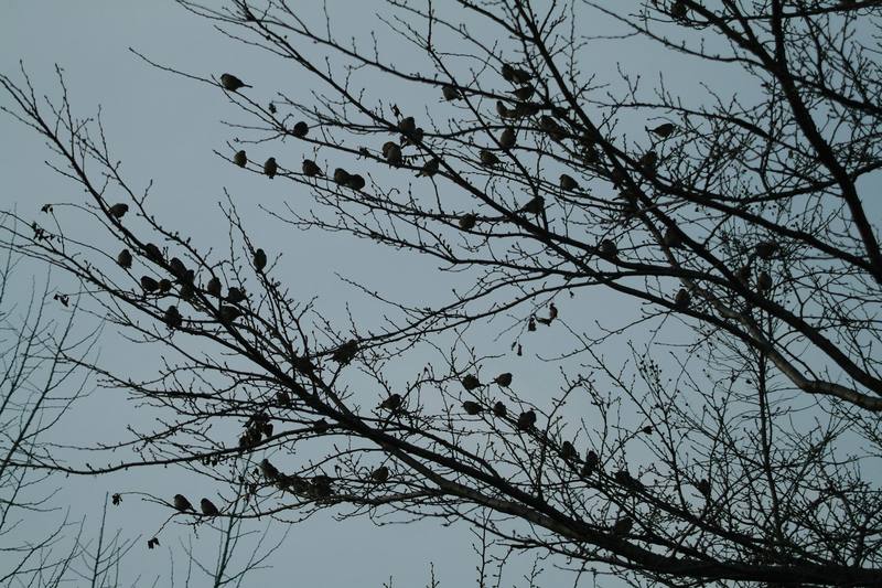 참새나무 2, Passer montanus (Tree Sparrows); DISPLAY FULL IMAGE.
