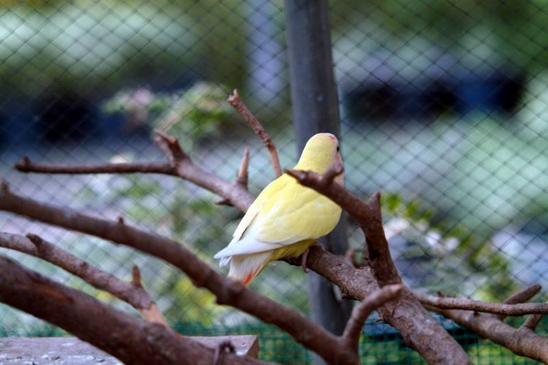 모란앵무(골든체리) Agapornis fischeri (Golden Cherry Fischer's Lovebird); DISPLAY FULL IMAGE.