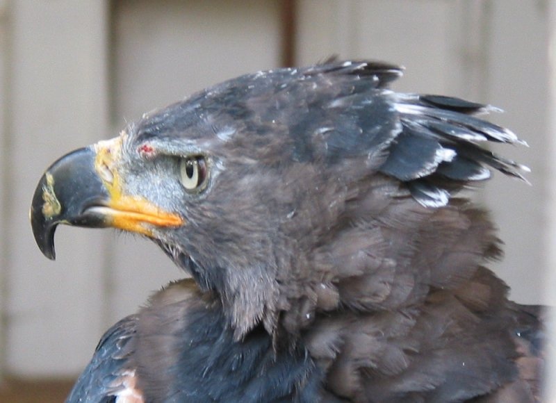 african crown eagle(왕관독수리); DISPLAY FULL IMAGE.