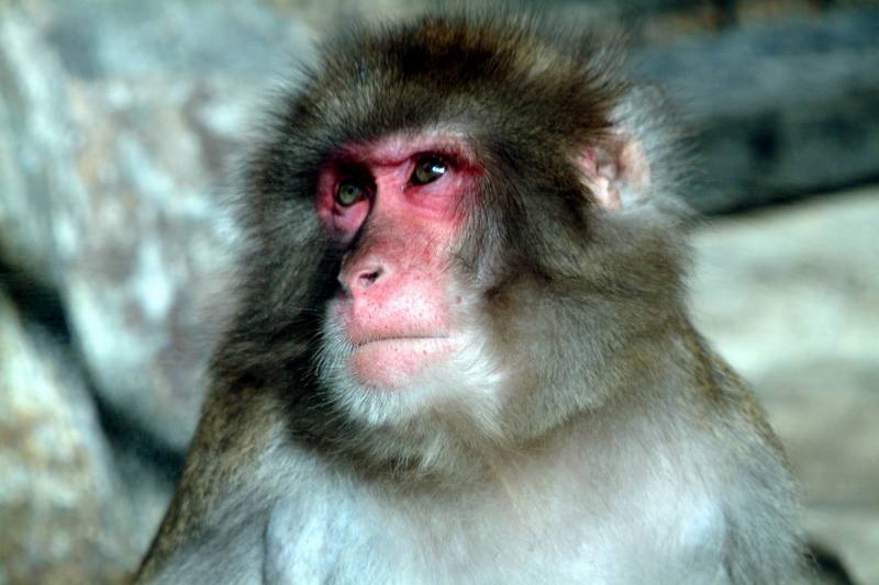 일본원숭이 日本???子 Macaca fuscata (Japanese Macaque); DISPLAY FULL IMAGE.