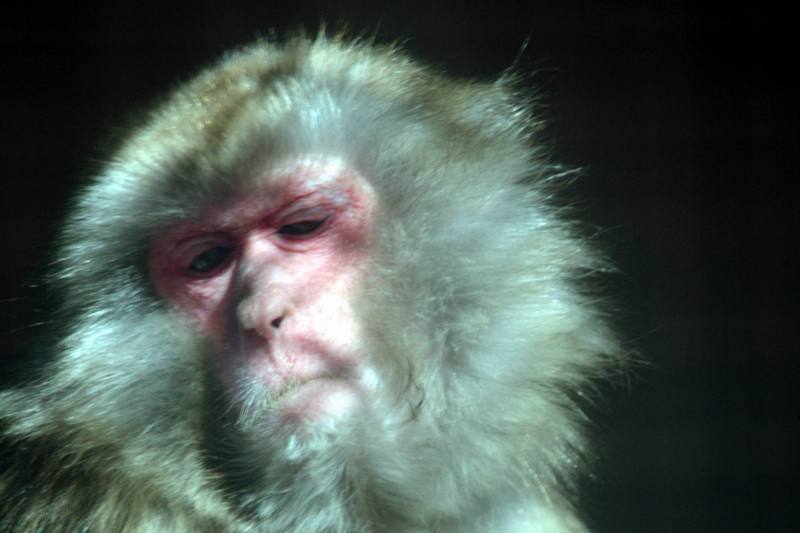 일본원숭이 日本???子 Macaca fuscata (Japanese Macaque); DISPLAY FULL IMAGE.