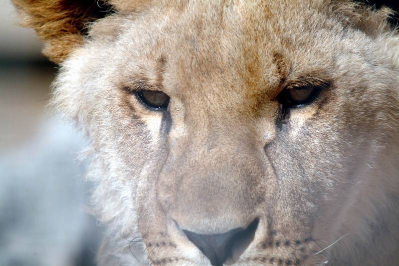 아프리카사자 Panthera leo (Young African Lion); DISPLAY FULL IMAGE.