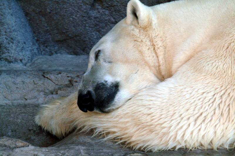 북극곰 Ursus maritimus (Polar Bear napping); DISPLAY FULL IMAGE.