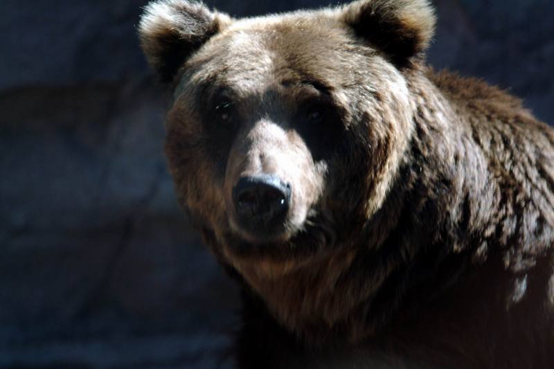 유럽불곰 Ursus arctos (European Brown Bear); DISPLAY FULL IMAGE.