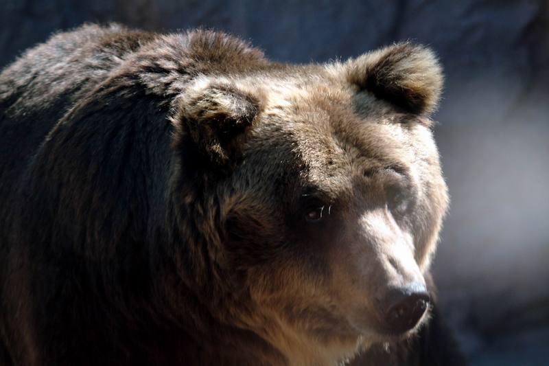 유럽불곰 Ursus arctos (European Brown Bear); DISPLAY FULL IMAGE.
