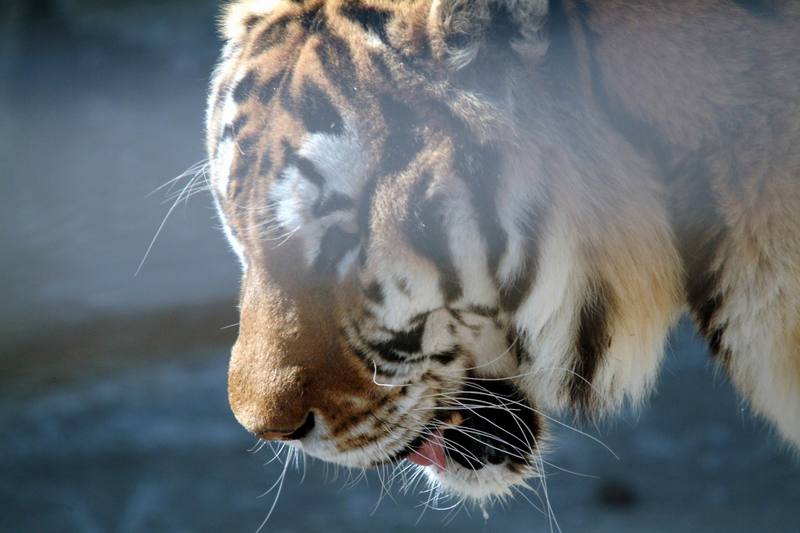 시베리아호랑이 Panthera tigris altaica (Siberian Tiger); DISPLAY FULL IMAGE.