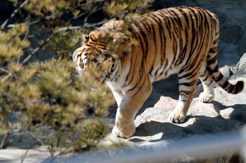 시베리아호랑이 Panthera tigris altaica (Siberian Tiger); DISPLAY FULL IMAGE.