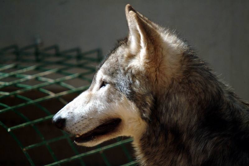 팀버늑대(북미동부회색늑대) Canis lupus lycaon (Timber Wolf); DISPLAY FULL IMAGE.