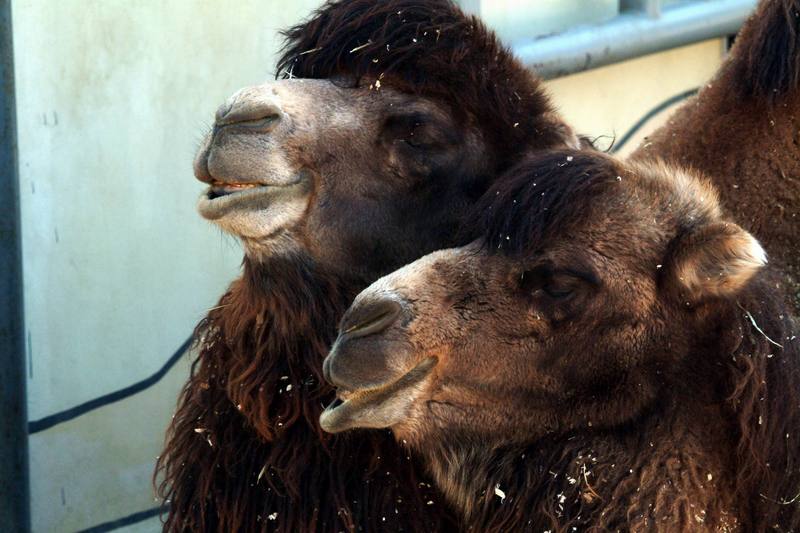쌍봉낙타 Camelus bactrianus (Bactrian Camels); DISPLAY FULL IMAGE.