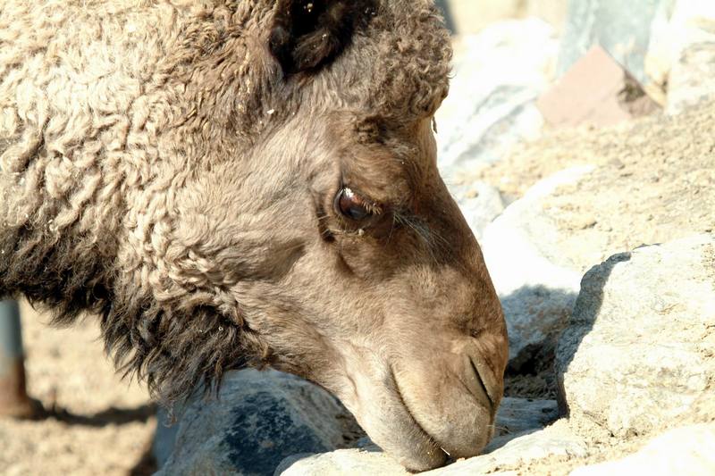 단봉낙타 Camelus dromedarius (Dromedary Camel); DISPLAY FULL IMAGE.