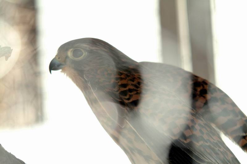 황조롱이 Falco tinnunculus (Common Kestrel); DISPLAY FULL IMAGE.