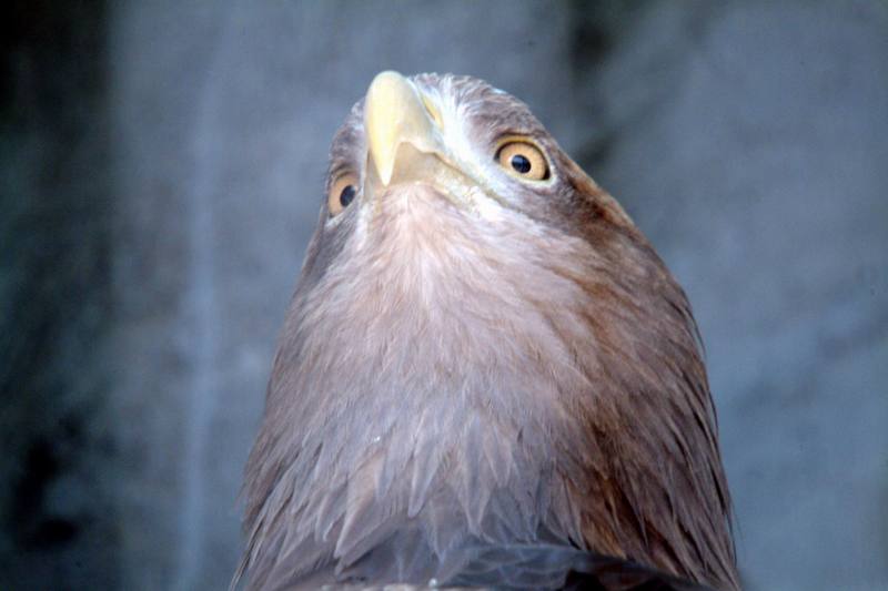 흰꼬리수리 Haliaeetus albicilla (White-tailed Sea Eagle); DISPLAY FULL IMAGE.