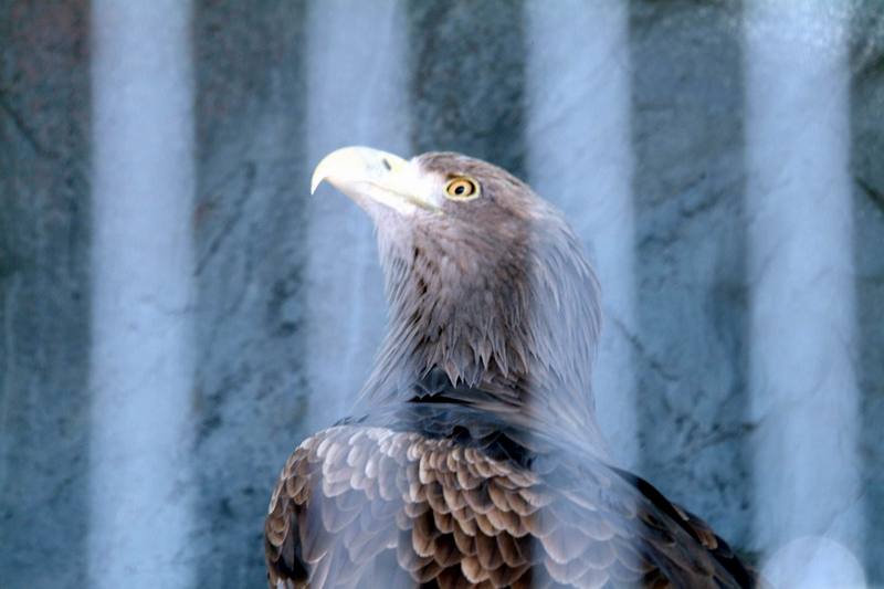 흰꼬리수리 Haliaeetus albicilla (White-tailed Sea Eagle); DISPLAY FULL IMAGE.