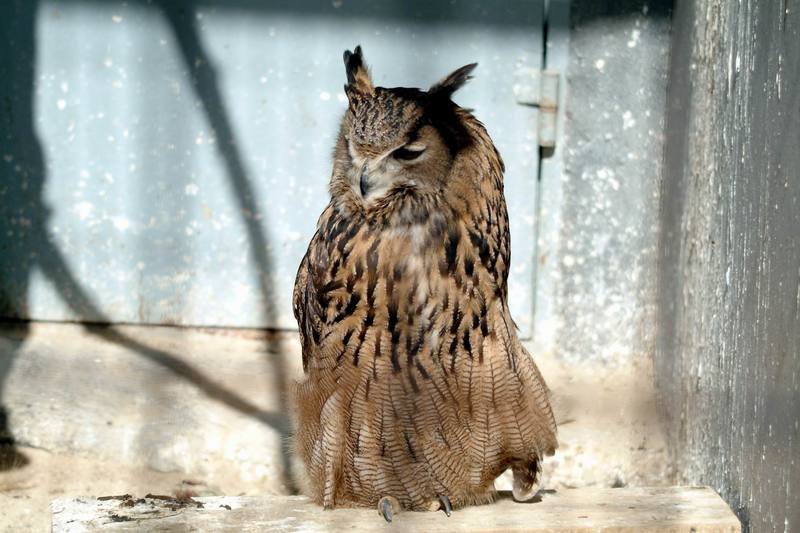 수리부엉이 Bubo bubo (Eurasian Eagle Owl); DISPLAY FULL IMAGE.