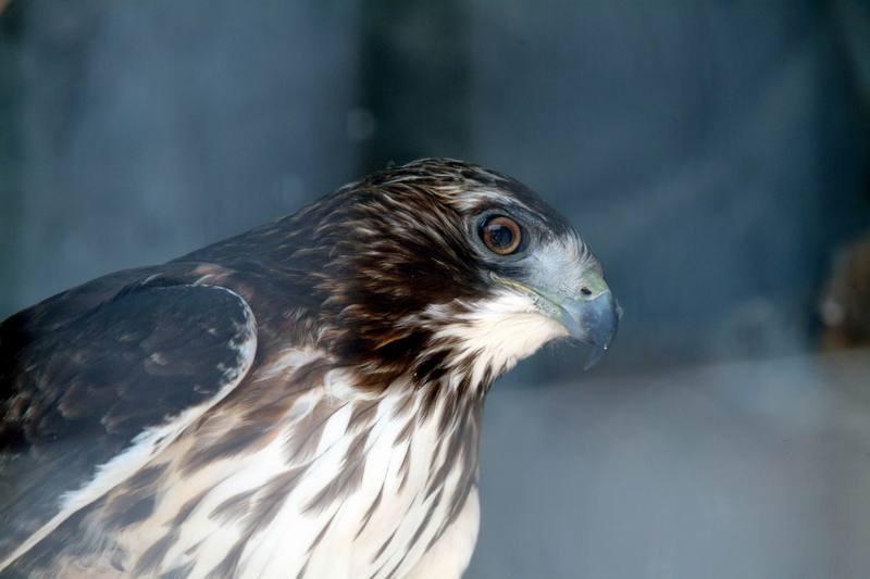 붉은꼬리매 Buteo jamaicensis (Red-tailed Hawk); DISPLAY FULL IMAGE.