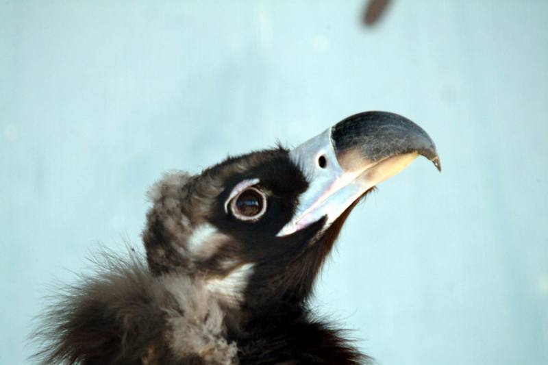 독수리 Aegypius monachus (Cinereous Vulture); DISPLAY FULL IMAGE.
