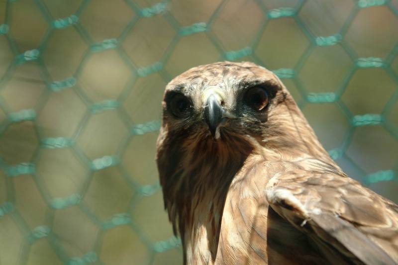 말똥가리 Buteo buteo japonicus (Common Buzzard); DISPLAY FULL IMAGE.