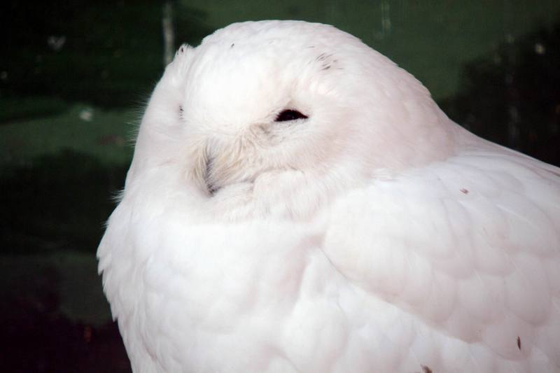 흰올빼미 Nyctea scandiaca (Snowy Owl); DISPLAY FULL IMAGE.