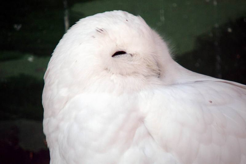 흰올빼미 Nyctea scandiaca (Snowy Owl); DISPLAY FULL IMAGE.