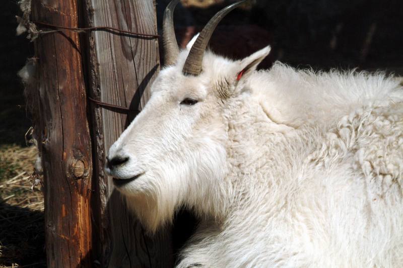 로키산양 Oreamnos americanus (Rocky Mountain Goat); DISPLAY FULL IMAGE.