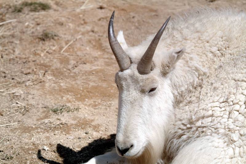 로키산양 Oreamnos americanus (Rocky Mountain Goat); DISPLAY FULL IMAGE.