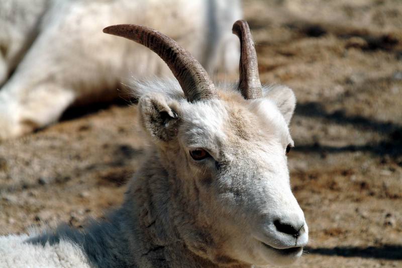 돌산양(石山羊) Ovis dalli (Dall's Sheep); DISPLAY FULL IMAGE.