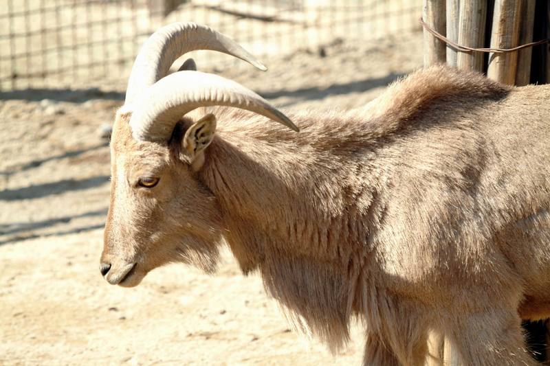 바바리양 Ammotragus lervia (Aoudad/Barbary Sheep); DISPLAY FULL IMAGE.