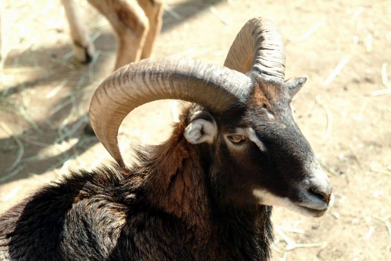 무플론 Ovis musimon (Mouflon Sheep); DISPLAY FULL IMAGE.