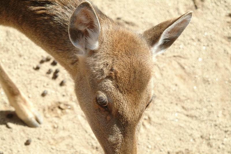 엘크(와피티, 캐나다 붉은사슴) Cervus elaphus (Elk); DISPLAY FULL IMAGE.