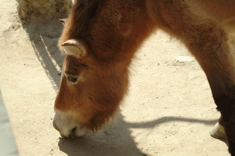 몽고야생말 Equus caballus przewalskii (Przewalski's Wild Horse); DISPLAY FULL IMAGE.