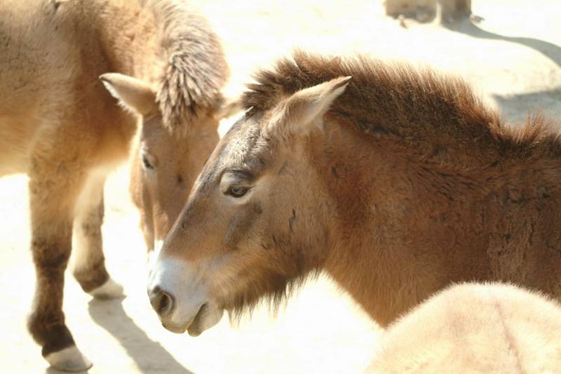 몽고야생말 Equus caballus przewalskii (Przewalski's Wild Horse); DISPLAY FULL IMAGE.