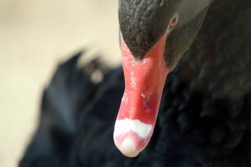흑고니 Cygnus atratus (Black Swan); DISPLAY FULL IMAGE.