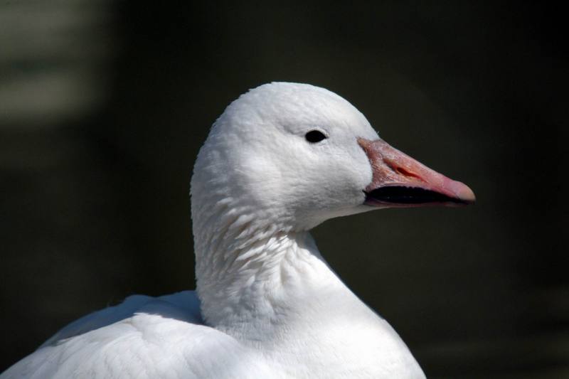 유럽거위 Anser anser domesticus (European Goose); DISPLAY FULL IMAGE.